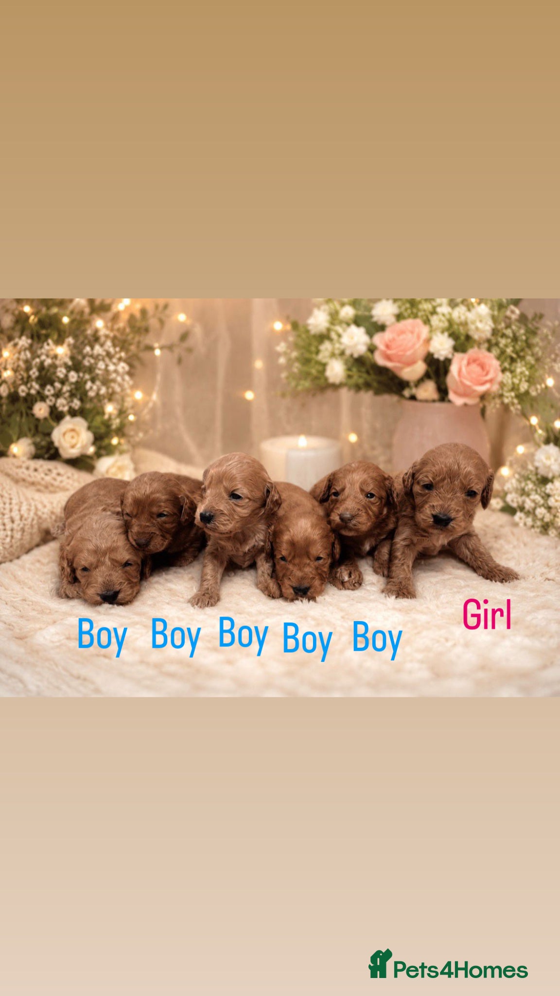 Cockapoo dogs Stunning litter of cockapoos 🐶🐾 - Advert 1