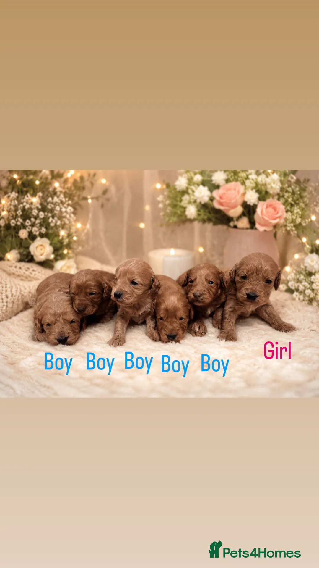 Cockapoo dogs for sale: Stunning litter of cockapoos 🐶🐾 - Advert 1