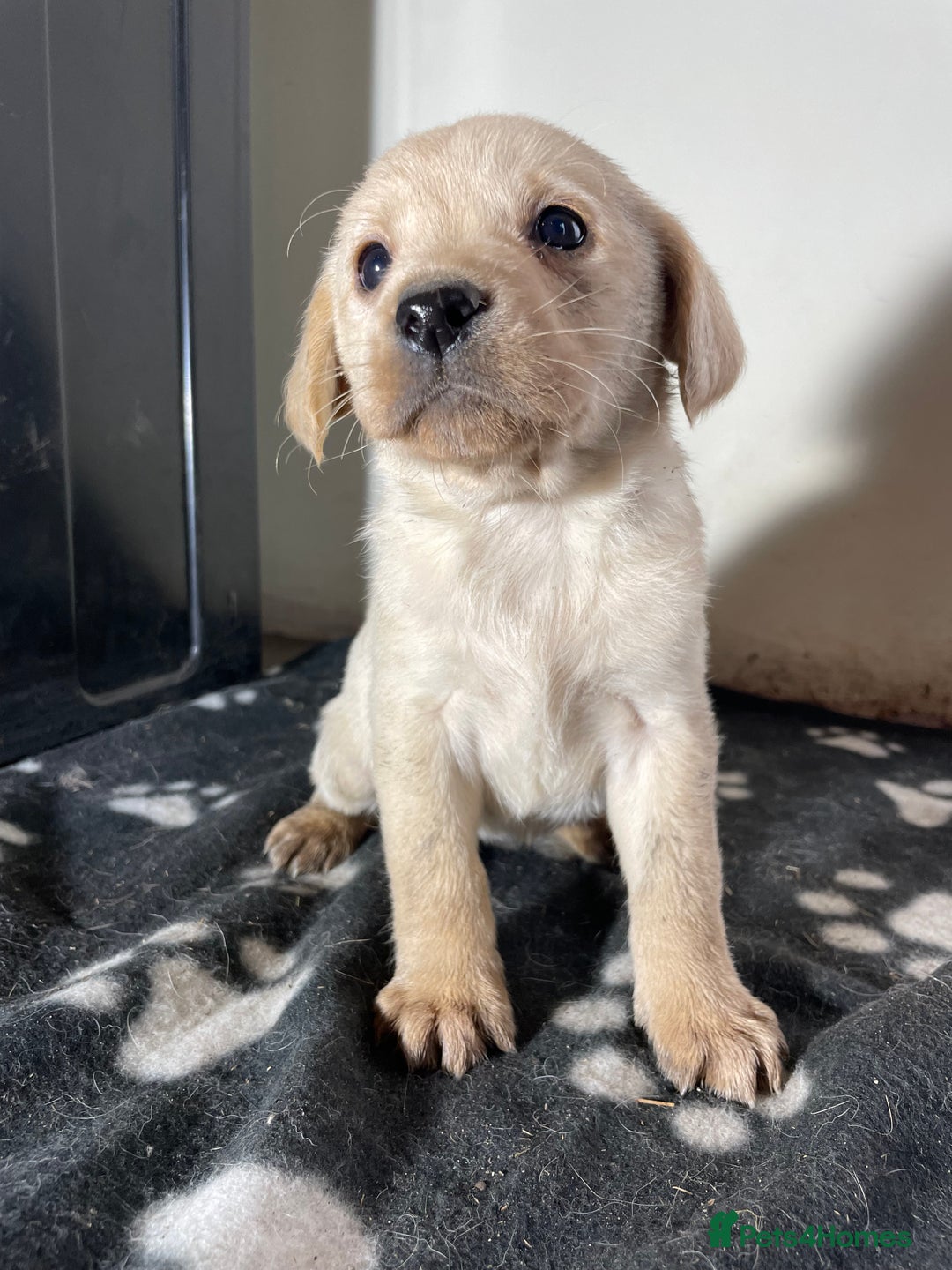 Labrador Retriever dogs for sale: Stunning chunky Labrador pups  - Advert 14