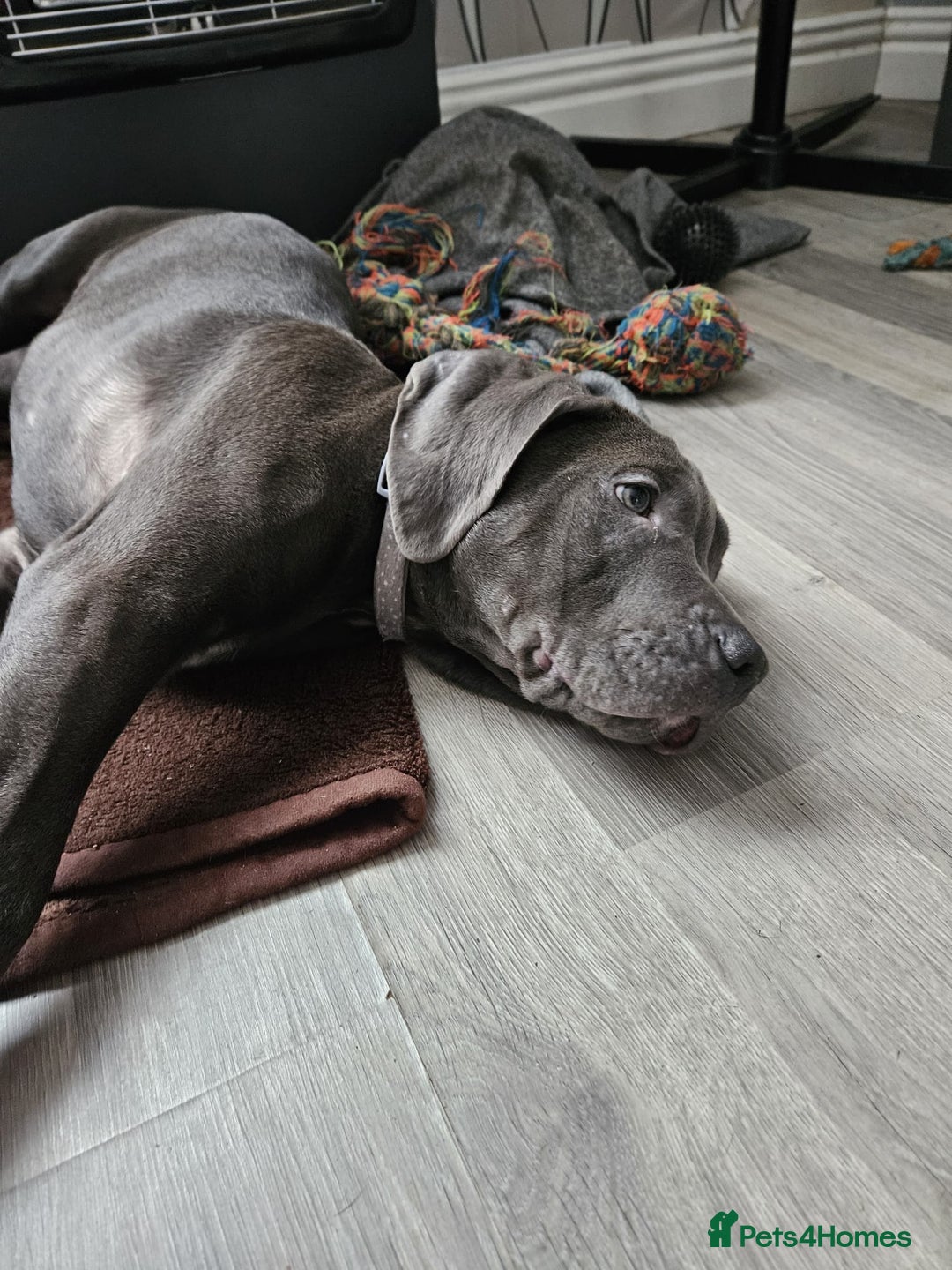 Mixed Breed dogs for sale: 3 labrador mix pupies - Advert 6