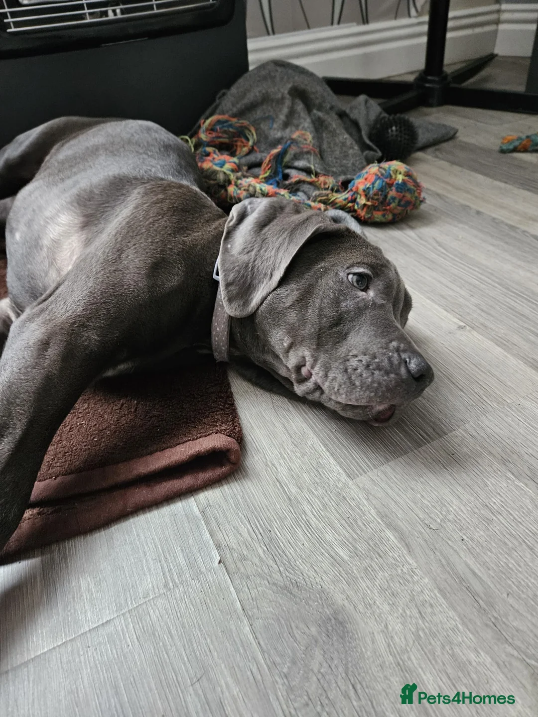 Mixed Breed dogs for sale: 3 labrador mix pupies - Advert 6