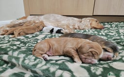 Cocker Spaniel dogs for sale: Show type Cocker Spaniels - Advert 4