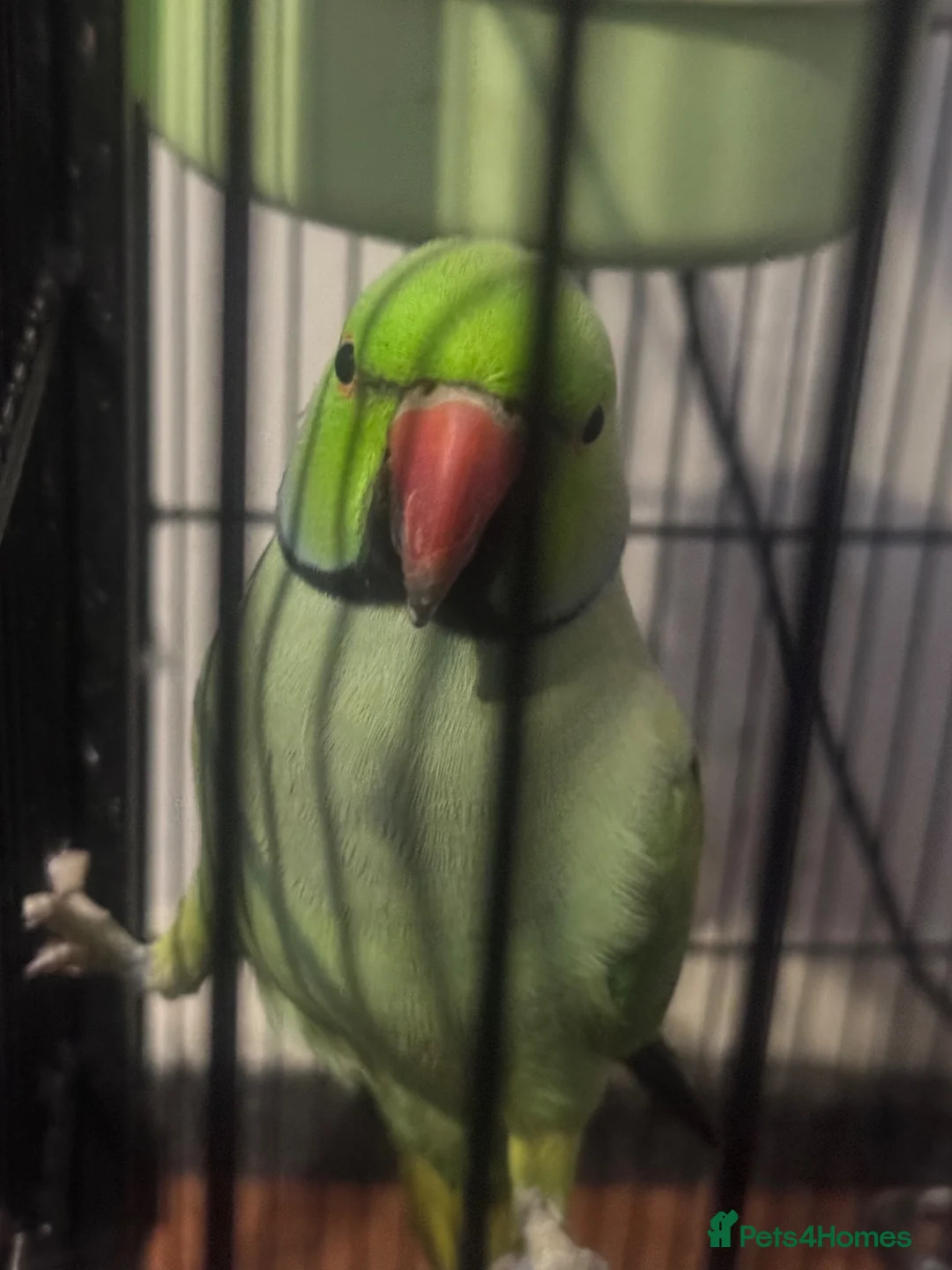 Parrots birds for sale: Green & Blue ring neck Parrots  in Leicester - Advert 2