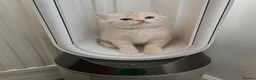 Scottish Fold cats for sale: Adorable Scottish Fold Straight Ear Tabby Kittens  - Advert 11