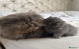 Persian cats for sale: GCCF SOLID BLUE PERSIAN PRINCESSES  - Image 32