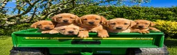 Labrador Retriever dogs for sale: Beautiful fox red  Labrador puppy’s in Wimborne - Advert 1