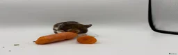 Hamster rodents for sale: Pedigree Syrian hamster pups  - Advert 9