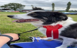 Border Collie dogs for sale: PEDIGREE ISDS & KC BORDER COLLIE PUPS - Image 39