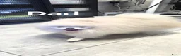Pomeranian dogs for sale:  ✨KCRegistered ✨️ Teddy Bear Pomeranian Puppies 🐾 in Clydebank - Advert 9
