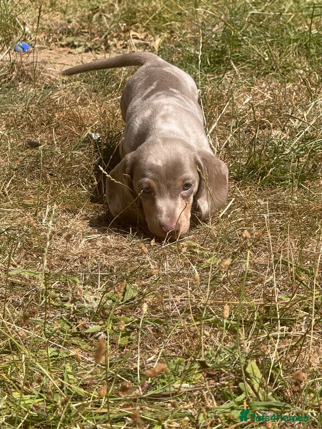 Miniature Dachshund dogs for sale: Miniature dachshund puppy  - Advert 1