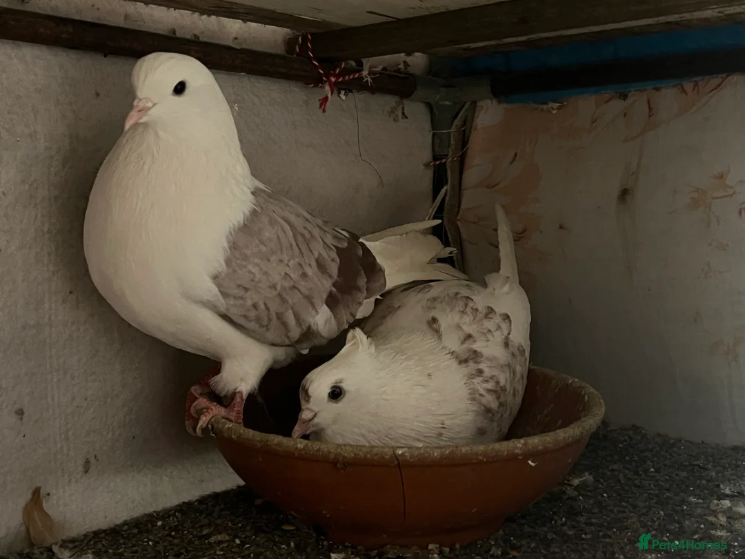 Pigeons birds for sale: Iranian and pigeon  - Advert 2