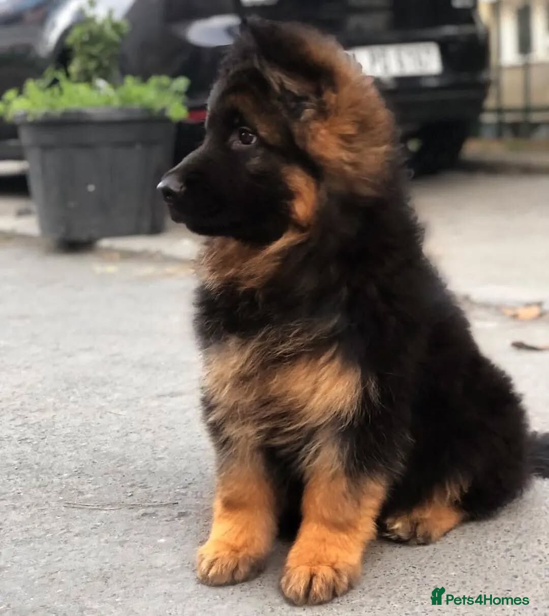 German Shepherd dogs for sale: 🐾🖤 Top-Quality Purebred German Shepherd Puppies - Image 4