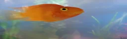 Other/Mixed Breed fish for sale: tropical fish in Lowestoft - Advert 2