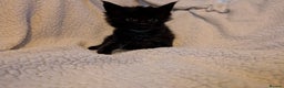 Maine Coon cats for sale: 6 Beautiful main coon kittens - Advert 14