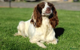 Sprocker dogs for sale: Sprocker ready to steal your heart & your slippers - Image 5