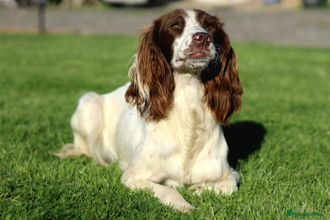 Sprocker dogs for sale: Sprocker ready to steal your heart & your slippers - Image 5