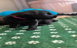 Russian Black Terrier dogs for sale: Russian Black Terrier  - Image 10