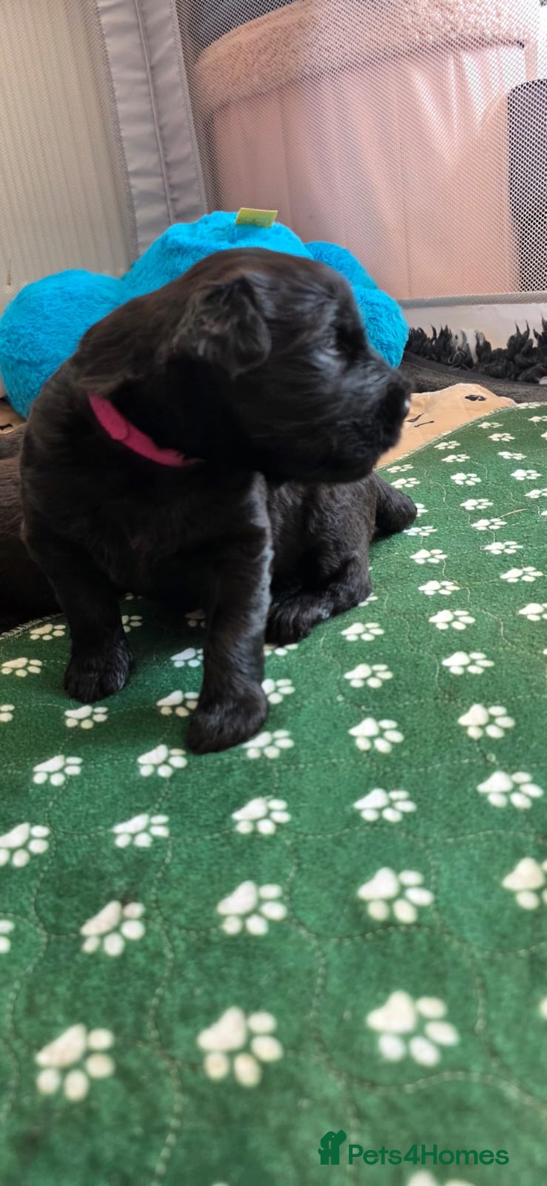 Russian Black Terrier dogs for sale: Russian Black Terrier  - Image 10