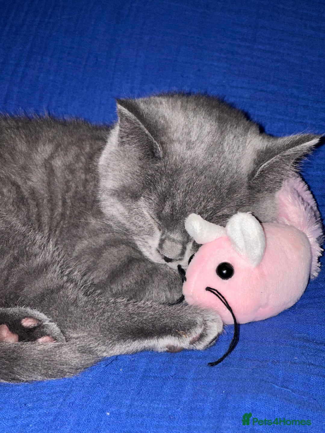 British Shorthair cats for sale: British short hair kittens - Advert 9