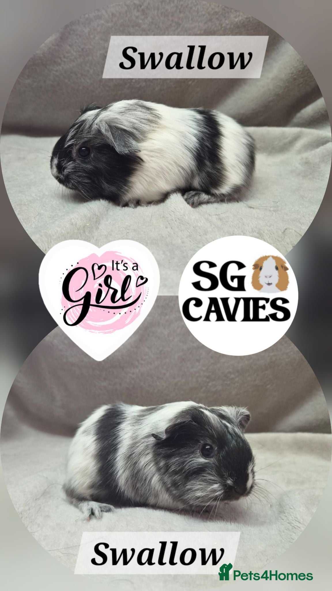 Guinea Pig rodents Stunning baby guinea pigs for sale  - Advert 12