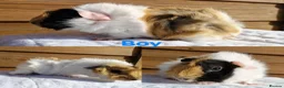 Guinea Pig rodents for sale: Baby guinea pigs - Boys & Girls Available in Carnforth - Advert 5