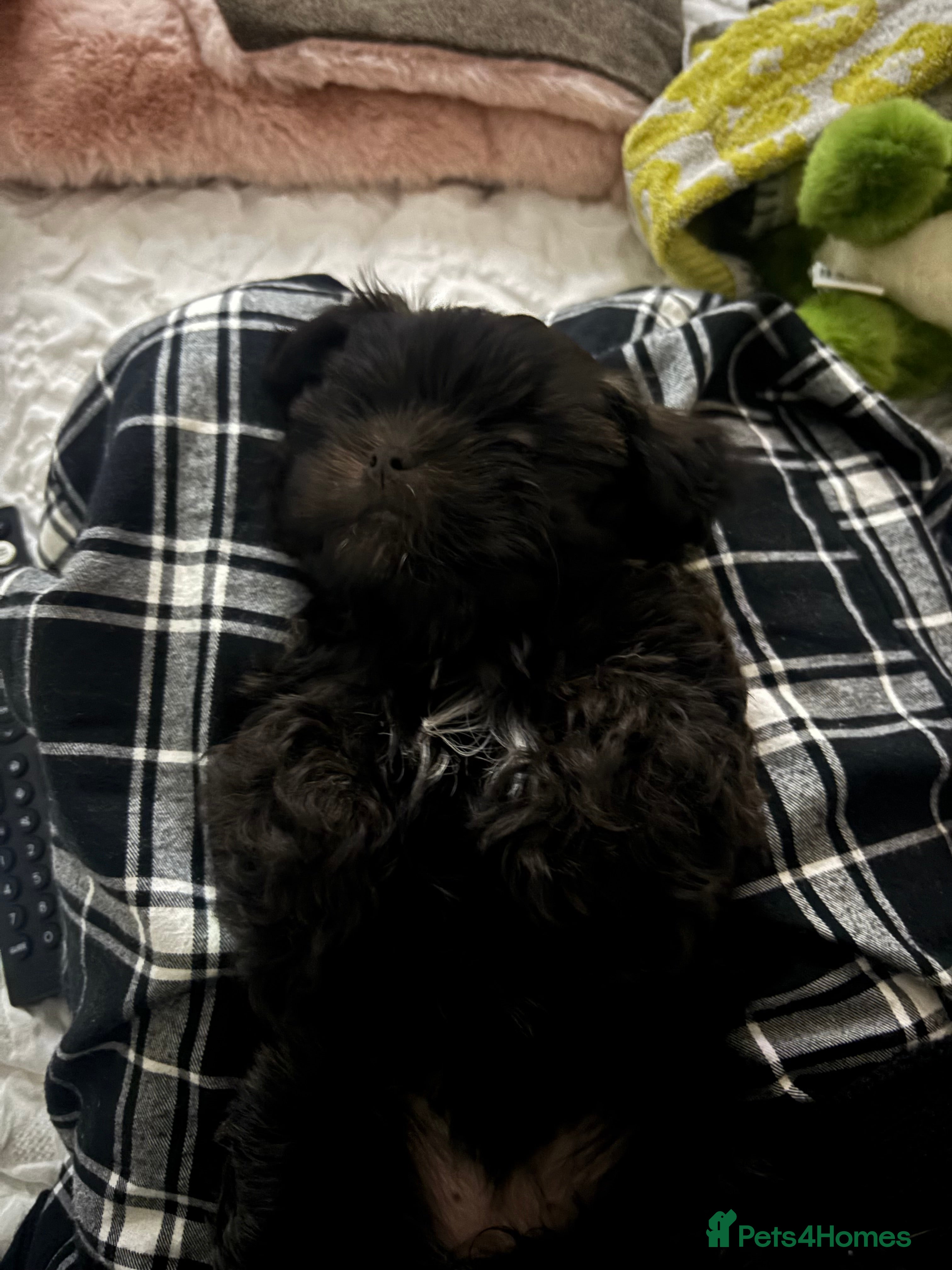 Malshi dogs Female Malshi puppy for sale - Advert 20