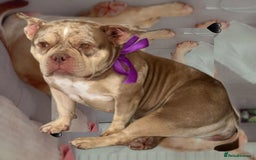 English Bulldog dogs for sale: Pocket bully girl - Image 2