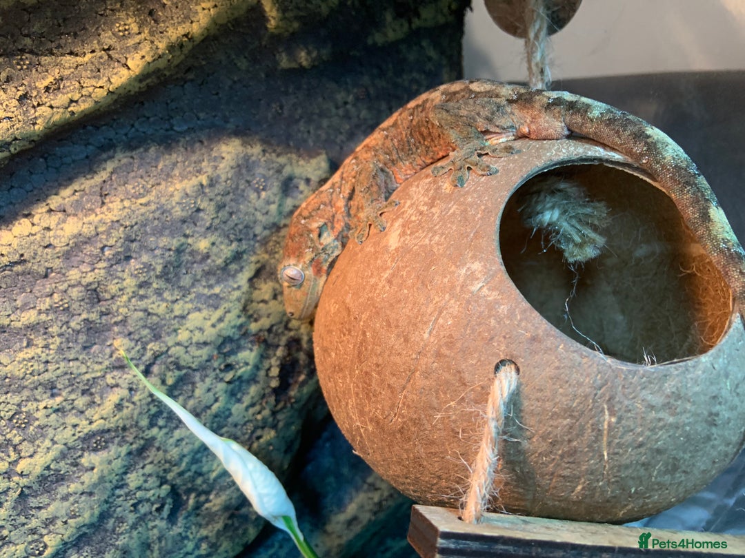 Gecko reptiles for sale: chahoua gecko - Image 6