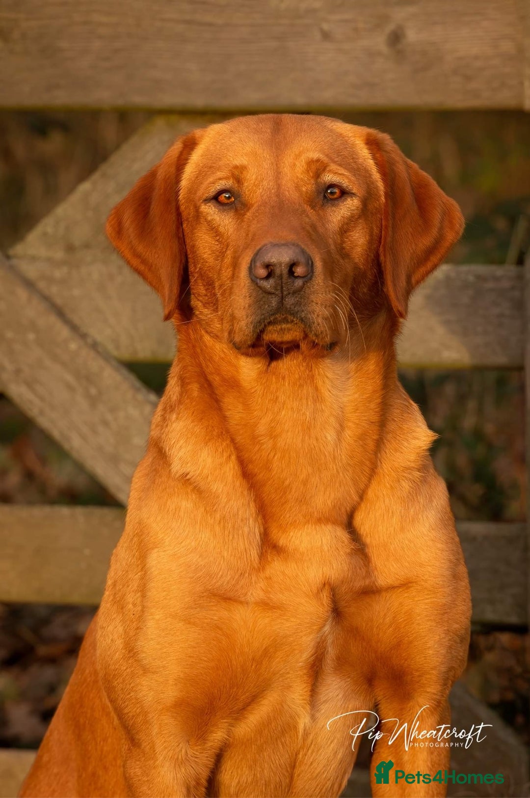 Labrador Retriever dogs for sale: KC Fox Red Labrador Pups FTCH Sire - Health Tested - Advert 23