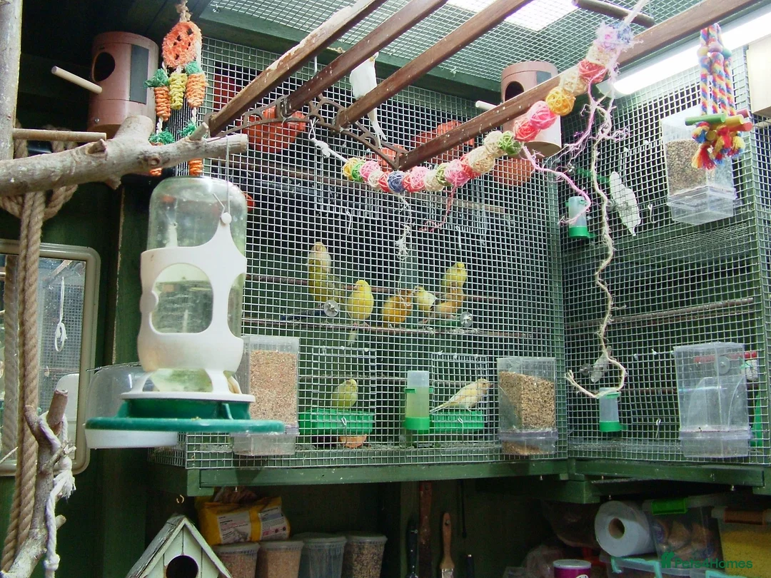 Budgerigars birds for sale: !!! YOUNG BUDGIES READY FOR REHOMING!!! - Advert 3
