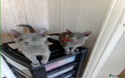 Russian Blue cats for sale: Russian Blue Kittens - Image 4