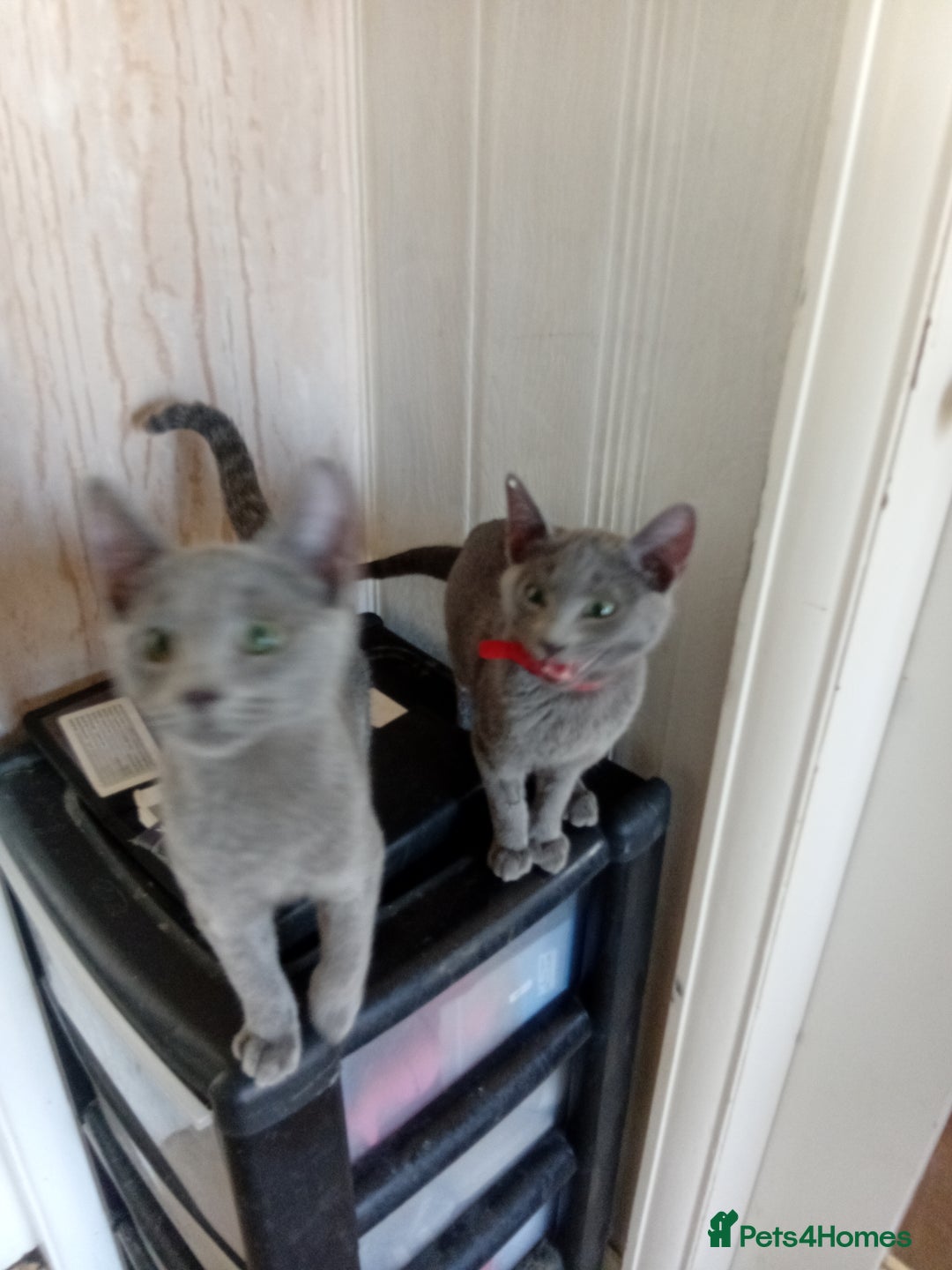 Russian Blue cats for sale: Russian Blue Kittens - Image 4