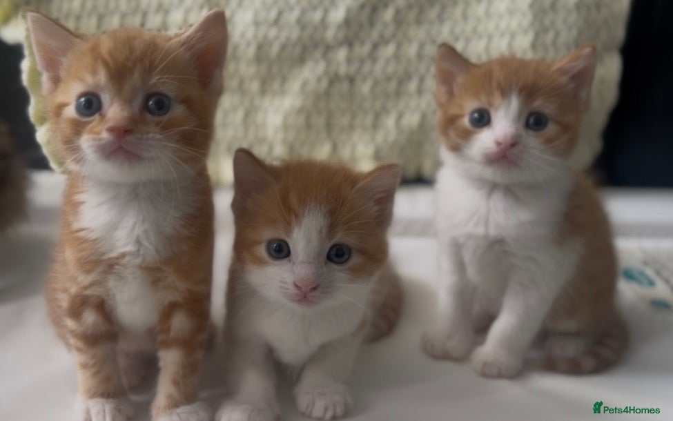 American Shorthair cats Kittens for reserve - Advert 3