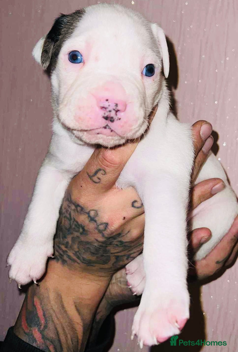 Staffordshire Bull Terrier dogs Beautiful Puppies Are  Looking For New Home :) - Advert 7