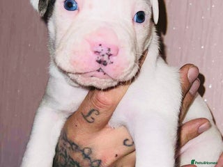 Staffordshire Bull Terrier dogs Beautiful Puppies Are Looking For New Home :) - Advert 7