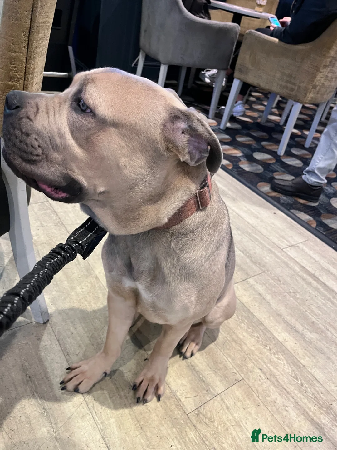 Cane Corso dogs for sale: Nylar in Skipton - Advert 6