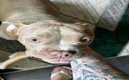 American Bully dogs for sale: SPIKE American Bully poket  - Image 2