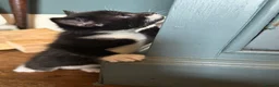 Mixed Breed cats for sale: Kittens - Advert 18