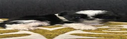 Shih Tzu dogs for sale: 3 perfect imperial Shih Tzu girls  in Tredegar - Advert 6