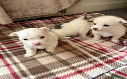 Mixed Breed dogs for sale: Pomeranian × Poodle × Chihuahua Puppies  - Image 7