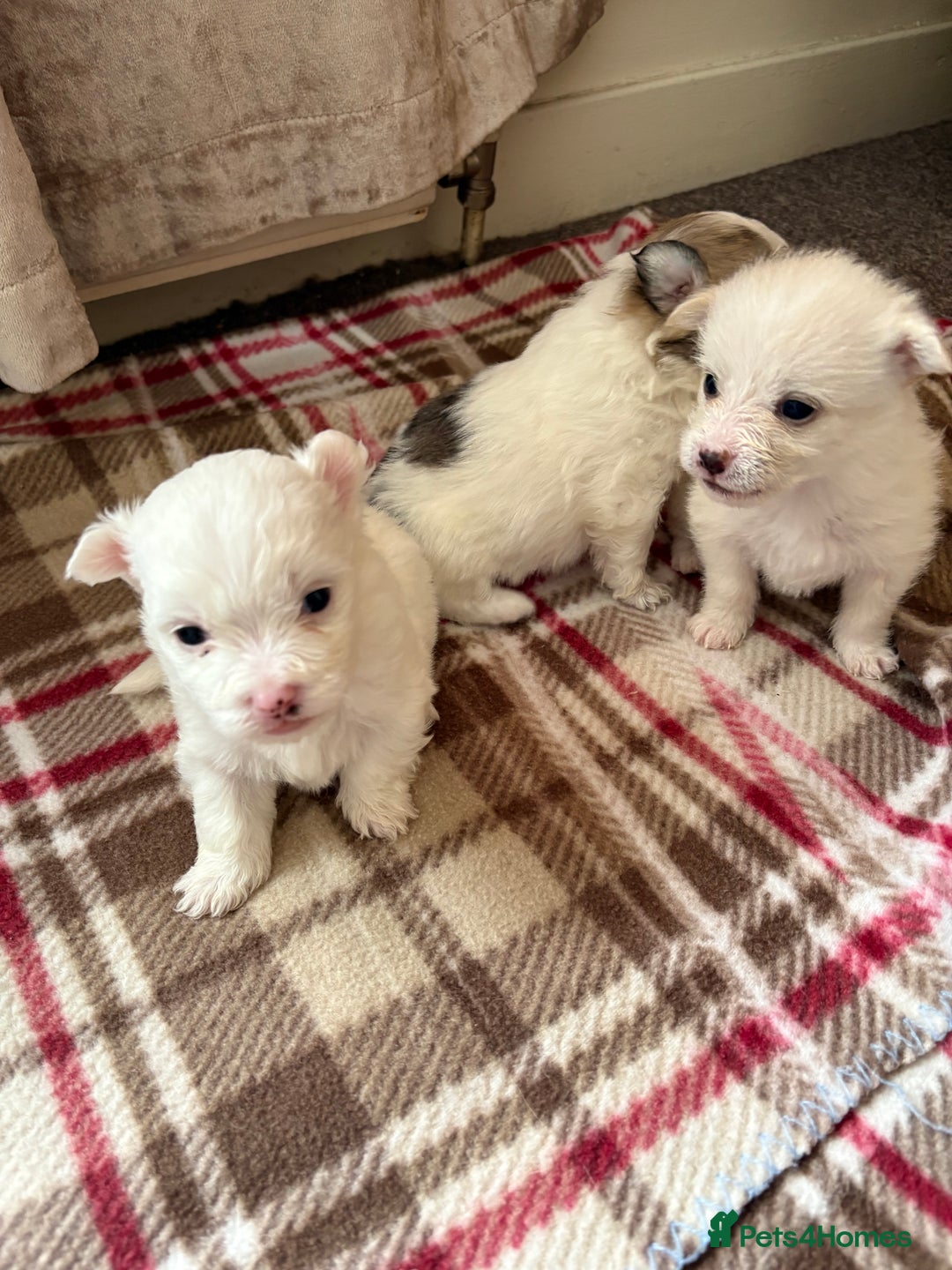 Mixed Breed dogs for sale: Pomeranian × Poodle × Chihuahua Puppies  - Image 7