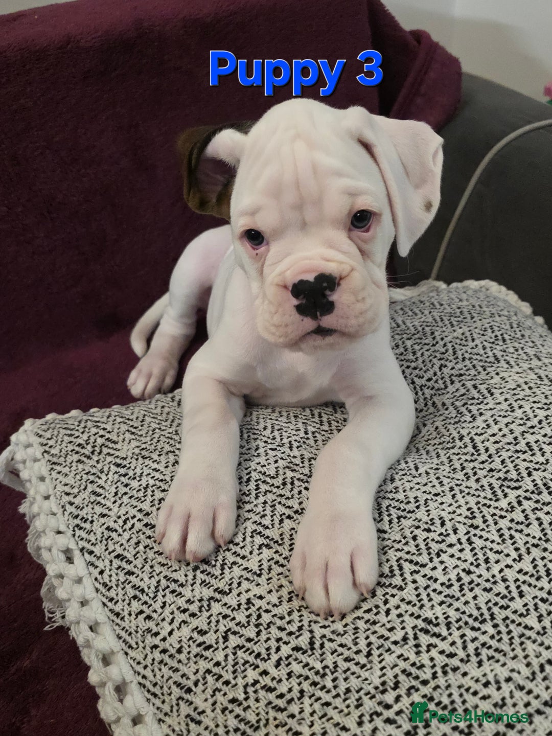 Boxer dogs for sale: KC REGISTERED Puppies-1x Gourgess Puppy available - Image 9
