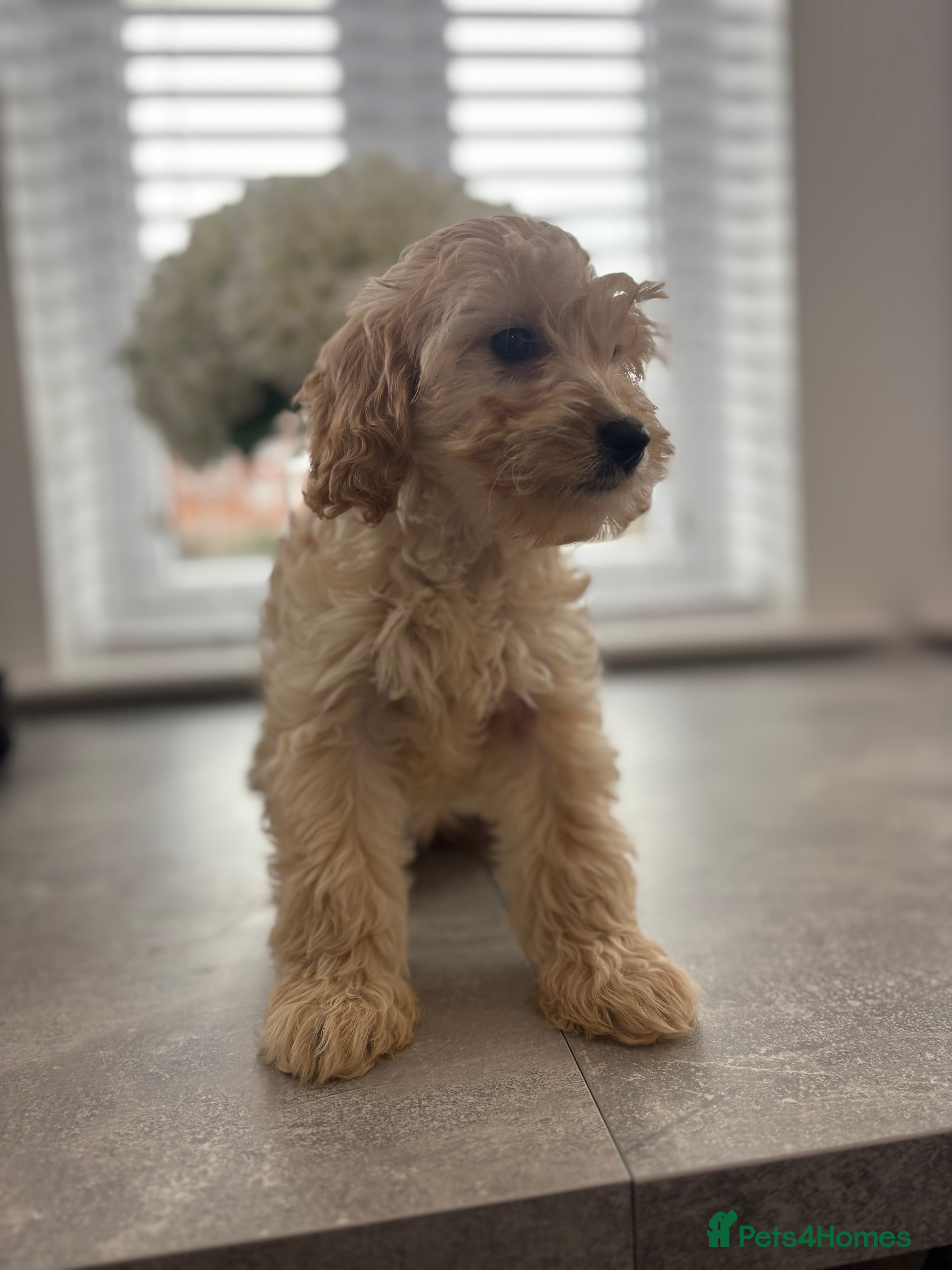 Cavapoo dogs F1 cavapoo pups only apricots left available  - Advert 5
