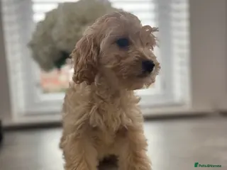 Cavapoo dogs F1 cavapoo pups only apricots left available - Advert 5