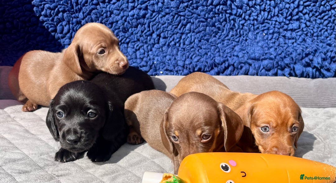 Miniature Dachshund dogs for sale: LH/SH MINI DAXIS RAINBOW COLOURS PRA KC REG - Image 9