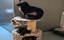 Domestic Shorthair cats for sale: Tabby kittens - Image 7