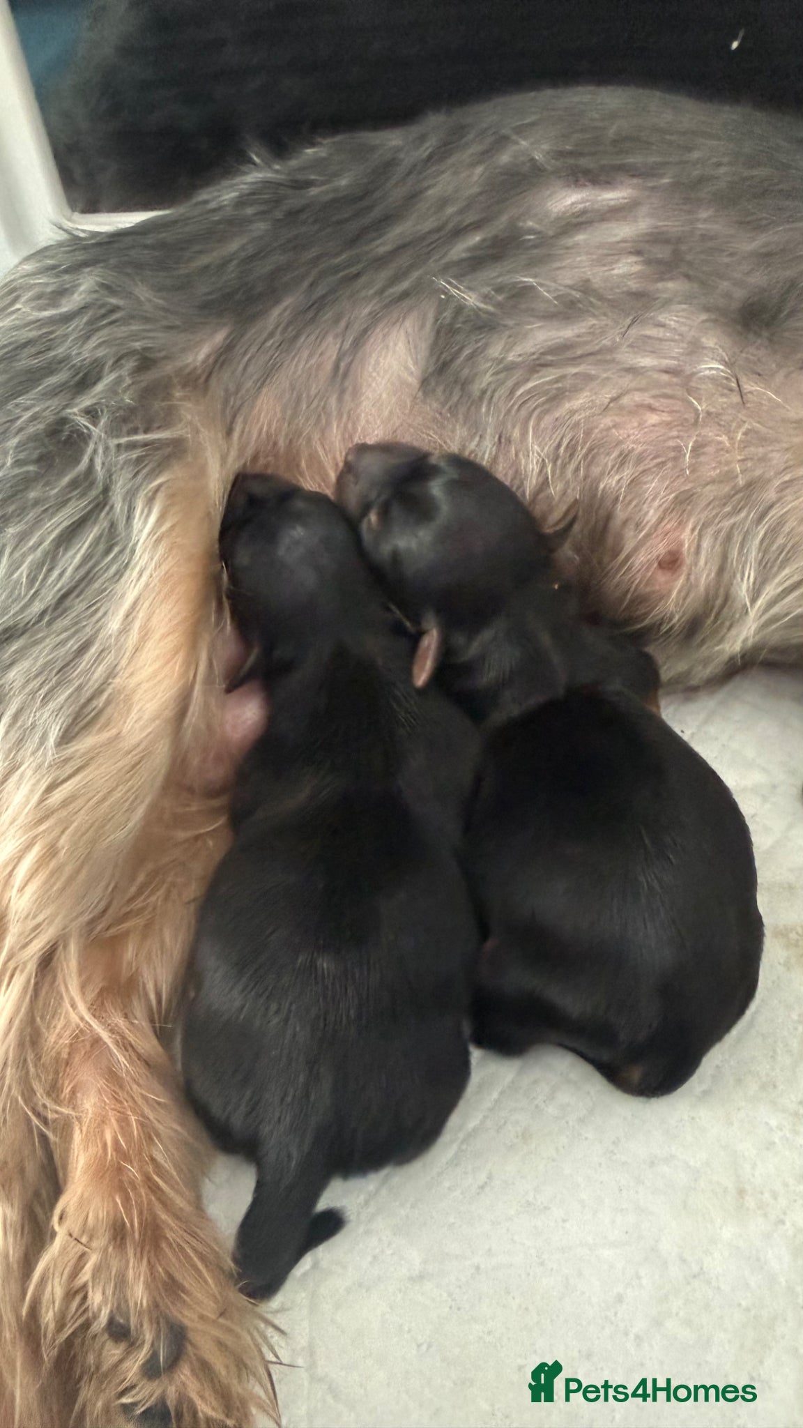 Yorkshire Terrier dogs Yorkshire terrier puppy's for sale  - Advert 2