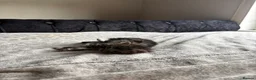 Domestic Shorthair cats for sale: 6 Curious Loving Domestic Shorthair Kittens - Advert 10