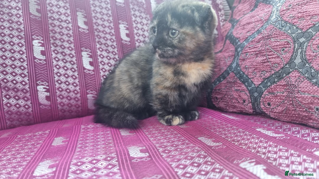 Munchkin cats for sale: Munchkin x Scottish Fold - Image 19