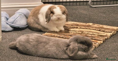 Mini Lop rabbits Lola & Frappe !!MUST GO TOGETHER!!🩷 - Advert 16